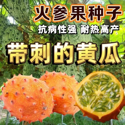火参果种子果肉多汁水果种子精品盆栽水果火参果种子