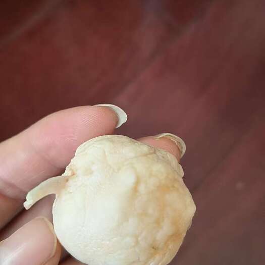 长沙鱼宝 真实图片 数量一个，(有需要的联系我）