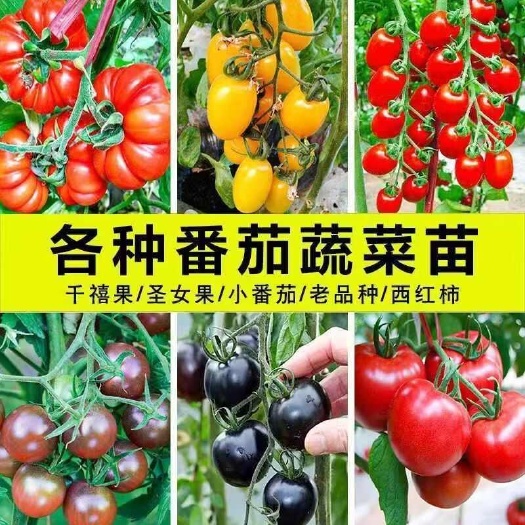 精品番茄秧苗优质产大西红柿苗小番茄苗圣女果苗千小番茄基地直发