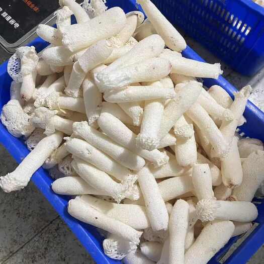 景洪市烘托竹荪断条