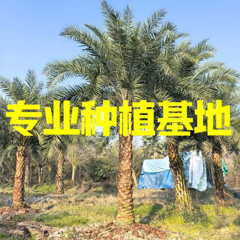 福建银海枣批发基地 江苏中东海枣价格 云南贵州中东海枣供应