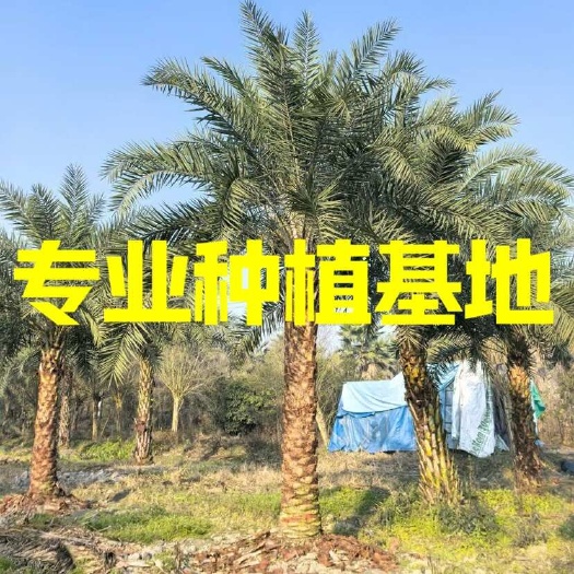 福建银海枣批发基地 江苏中东海枣价格 云南贵州中东海枣供应
