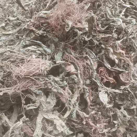 廉江市地胆草
