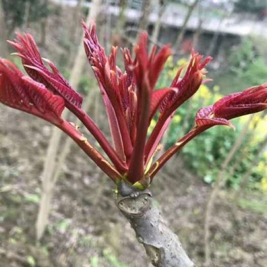 红油6号12号香椿苗:大棚，露天采摘矮化红油香椿苗2年苗3年