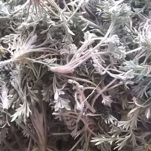 商洛茵陈。白蒿