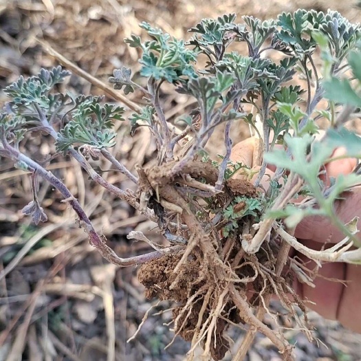 洛宁县伏牛山小菊，花朵非常漂亮，成活率高，花朵晒干可做菊花茶。