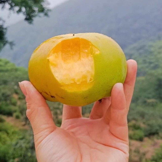太秋甜柿 批发零售