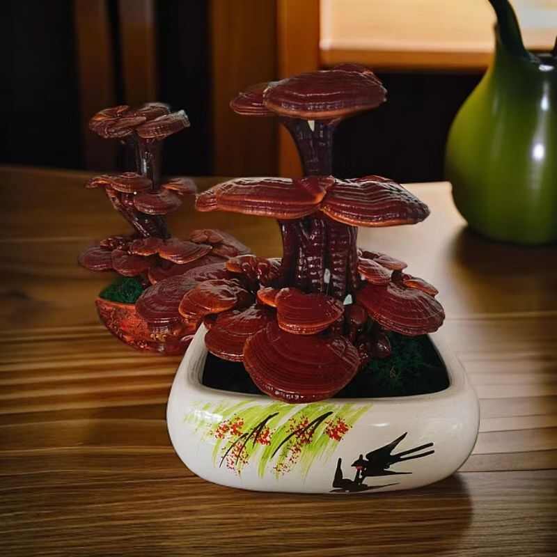 山东冠县盆栽观赏灵芝活体种植苗 盆景植物 乡土特产生):-