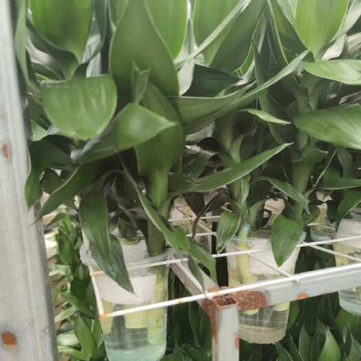 广州【竹来运转】观音竹富贵竹水培植物花卉绿植室内盆栽转运竹子好养