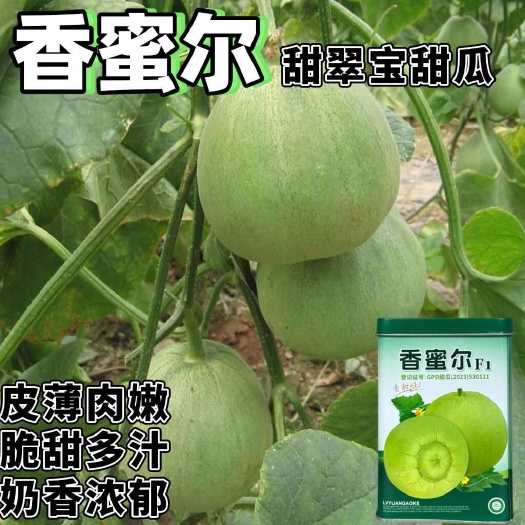 沭阳县香蜜尔甜翠宝甜瓜种子绿宝石甜瓜种子日本甜宝薄皮香瓜大田基地种