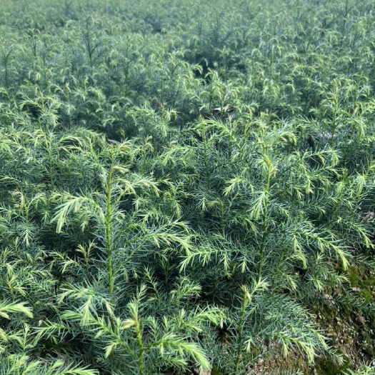利川市柳杉树苗 圃地发货 植株健康新鲜可栽 科研林木优选苗木