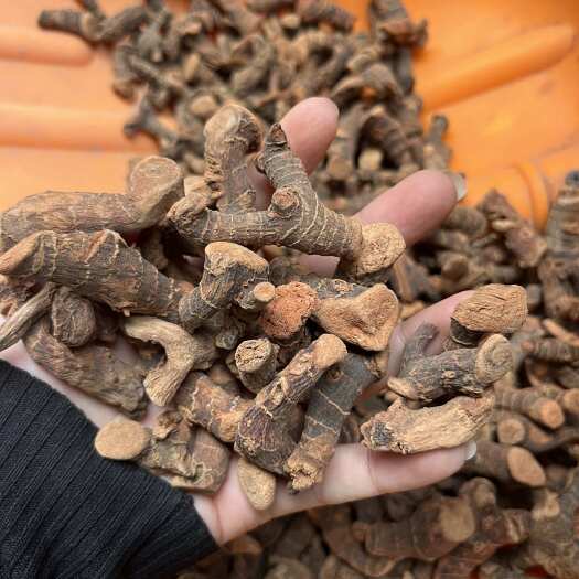玉林陈货冻库高良姜便宜卖一批价格优惠