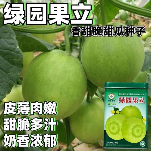 沭阳县绿园果立甜翠宝甜宝甜瓜种子日本甜宝种籽薄皮奶香瓜大棚基地种植