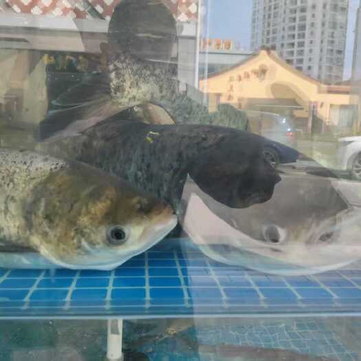 清流县花白鲢