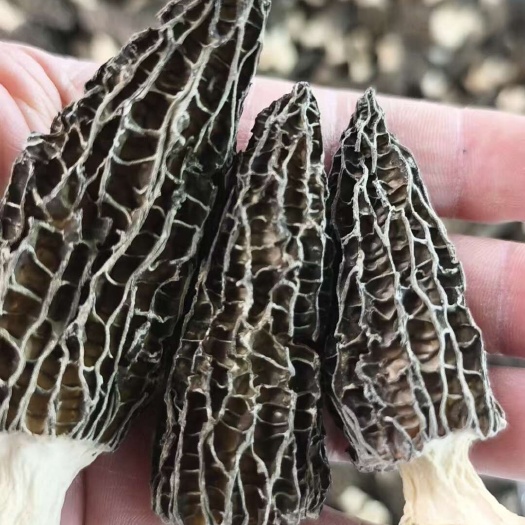成都精品新货羊肚菌干货大个子大货批发零售