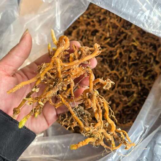 天峨县玉竹干货
