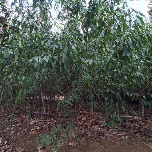 长沙红叶碧桃