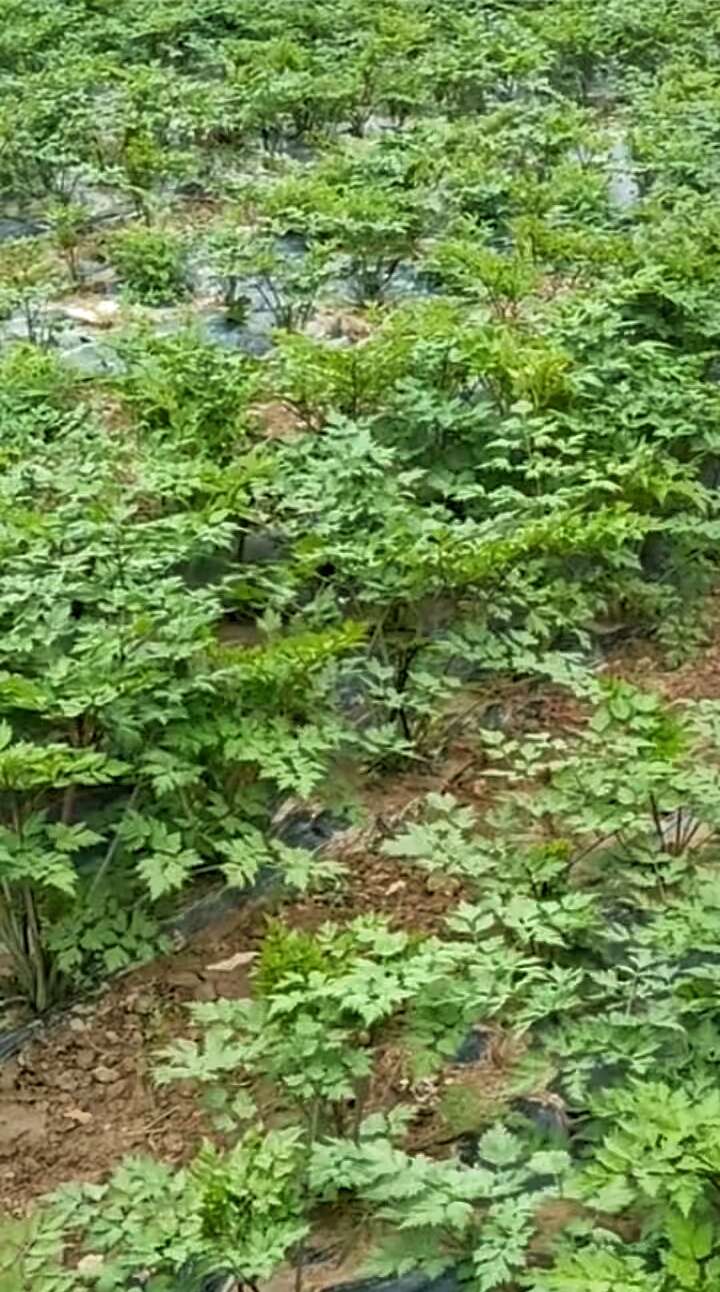 甘肃岷县当归！中国当归之乡！道地药材！产地直发！