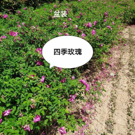 定州市四季玫瑰，高度50-1米，4个分枝以上