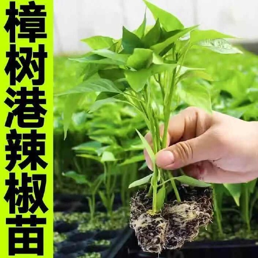 沭阳县【正宗樟树港辣椒苗】带土发货  辣的纯粹健康  阳台庭院大田