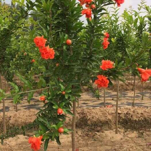 长沙花石榴