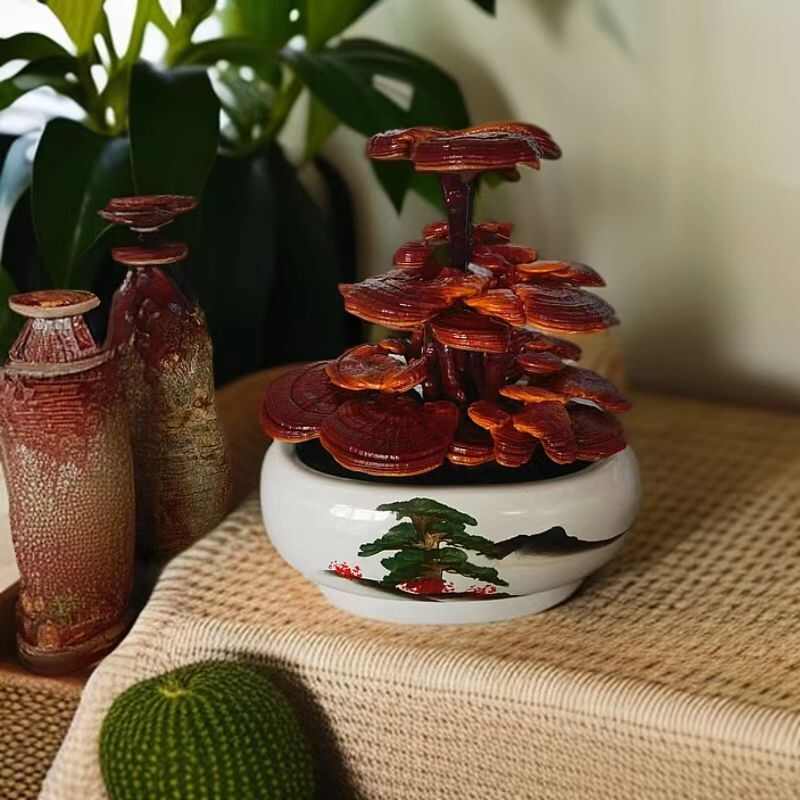 山东冠县盆栽观赏灵芝活体种植苗 盆景植物 乡土特产生):-