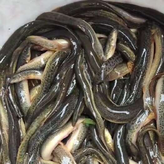 土泥鳅
