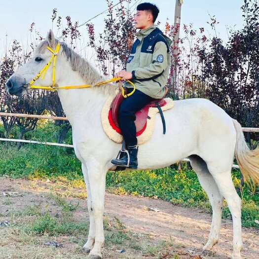 郓城县骑乘大马景区用马骑俱乐部教学马
