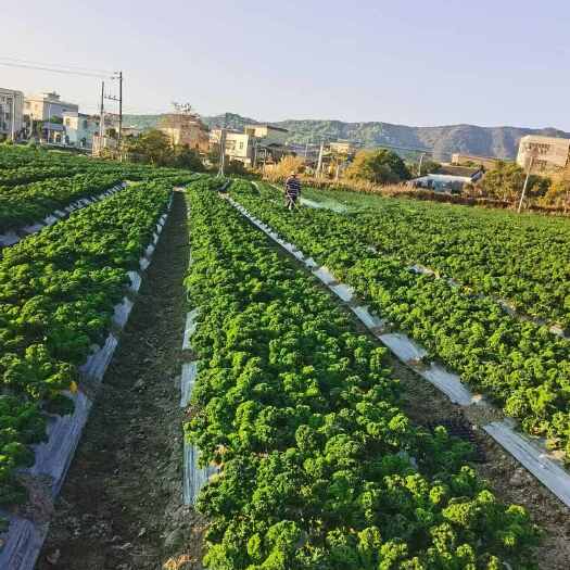 惠东县广东惠州惠东县产优质羽衣甘蓝新鲜绿植采摘批发