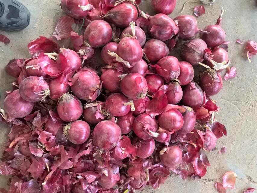 红梅洋葱（紫红洋葱）大小都有，5-8/8个以上都有，，，，，