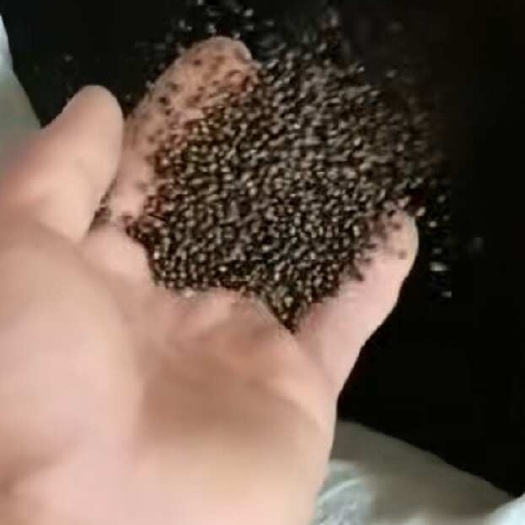 湛江千斤拔种子