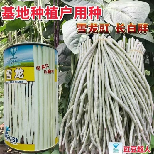 宿迁白玉豇豆种子 雪龙白豇豆种子 白色长豆角种子