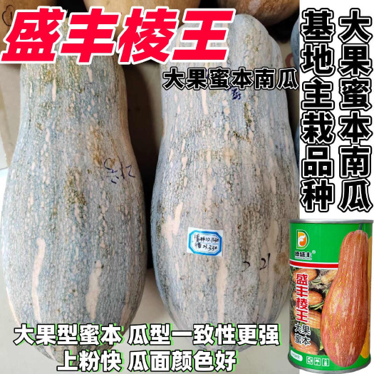 沭阳县盛丰棱王大果蜜本南瓜种子果肉甜面糯南瓜种籽大果型高产肉厚橘红