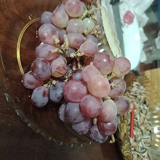 昆明红玫瑰葡萄