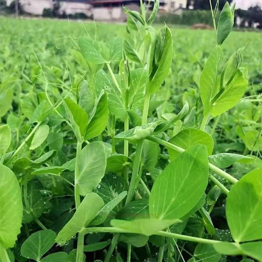 枝江市湖北枝江豌豆尖，豌豆苗大量上市