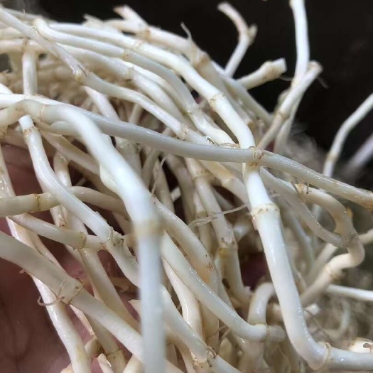 枝江市湖北枝江鱼腥草 新鲜现挖
