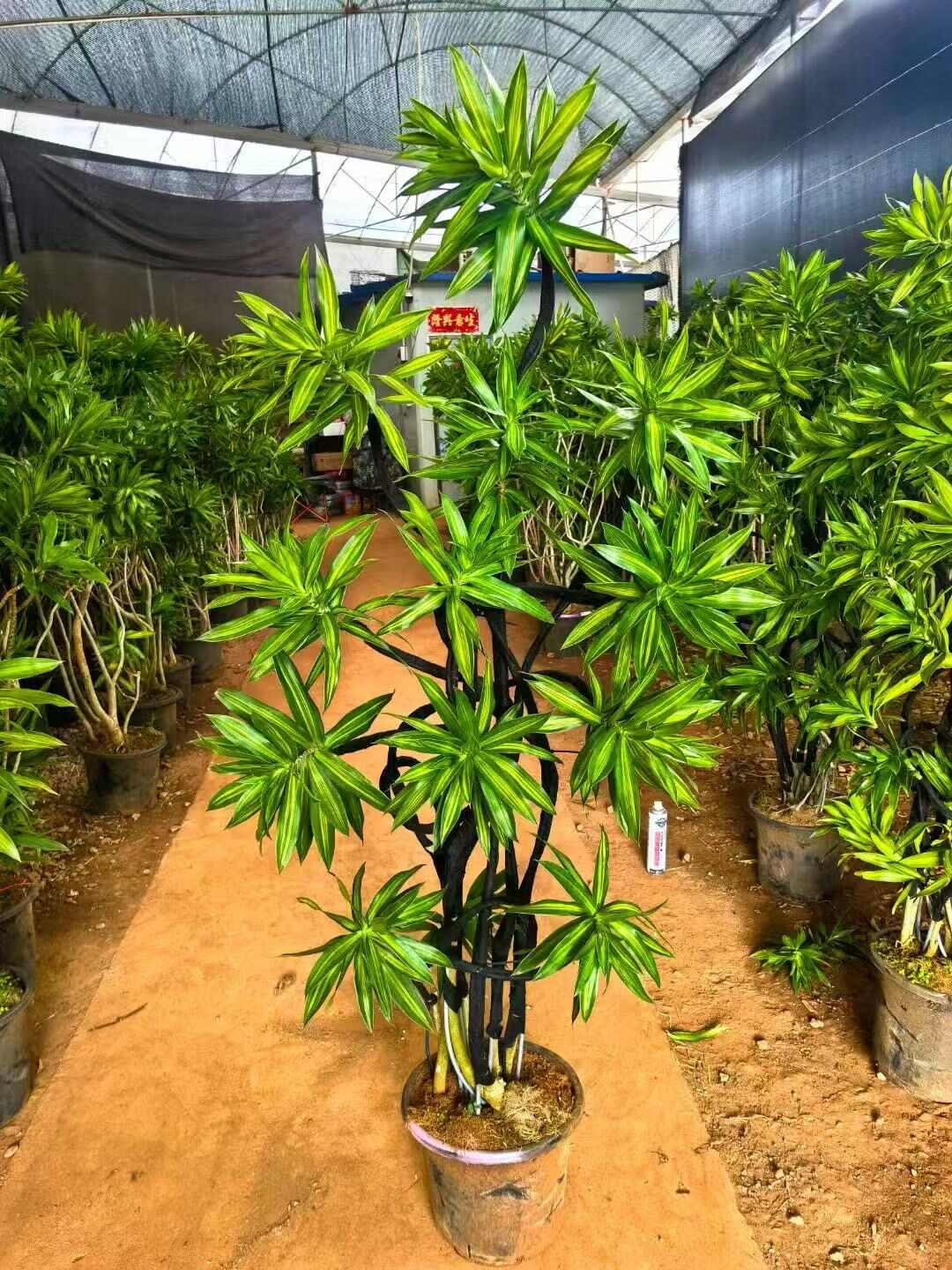百合竹苗木 品质水培植物 广州花都区发货