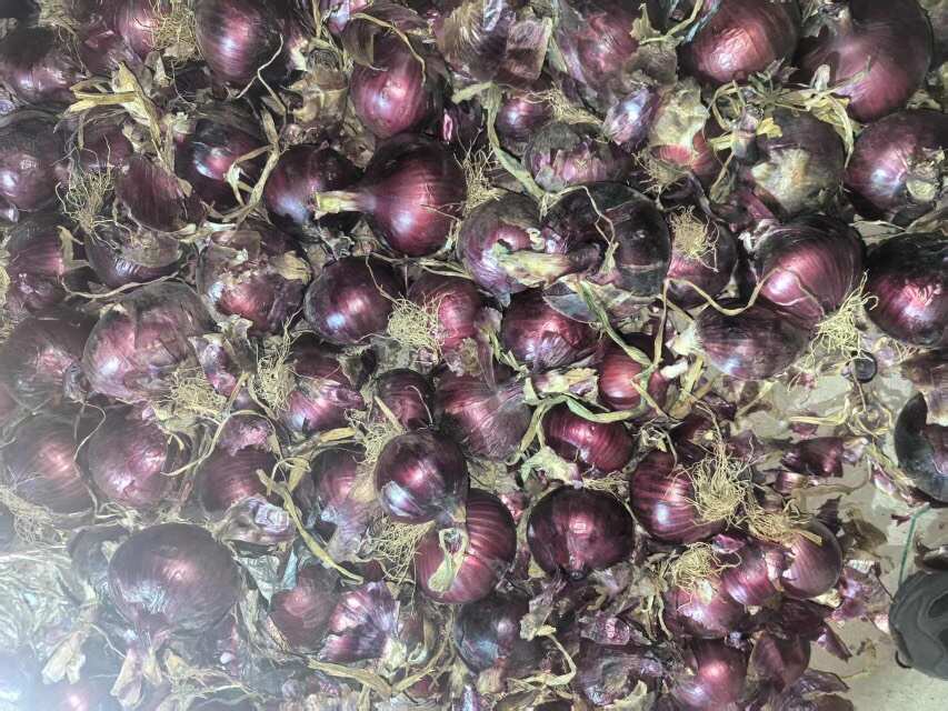 红梅洋葱（紫红洋葱）大小都有，5-8/8个以上都有，，，，，