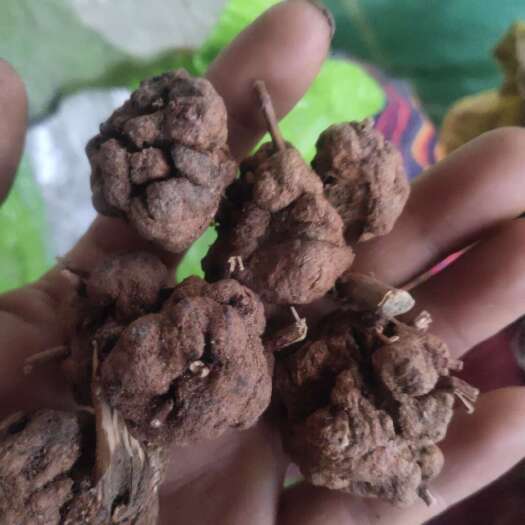 楚雄市云南过路黄消瘤果干货