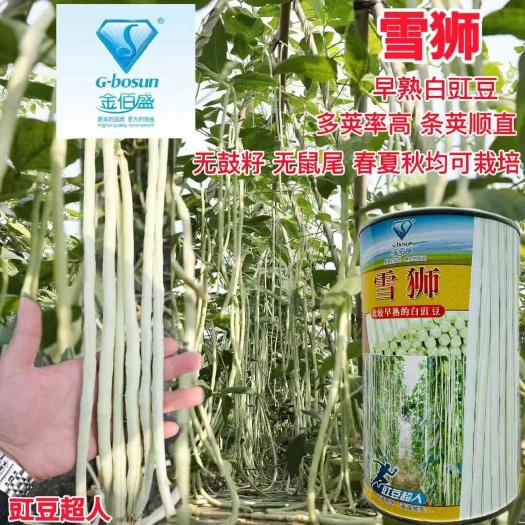 早熟白豇豆种子雪狮白豇豆种子 白玉长豆角种子