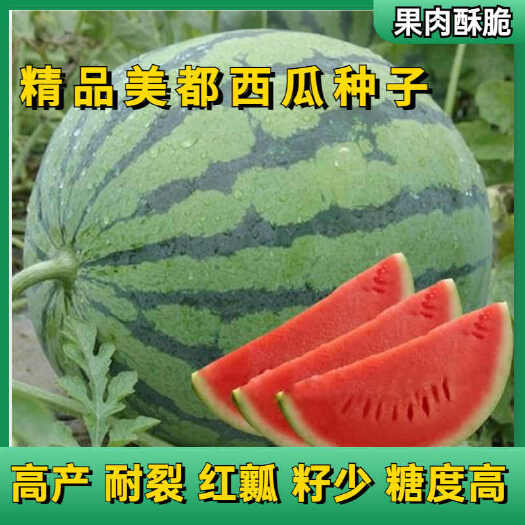 寿光市美都西瓜苗，直根美都苗