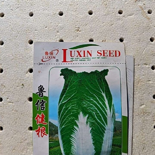 通海县云南玉溪通海新鲜白菜苗 蔬菜种苗基地直供