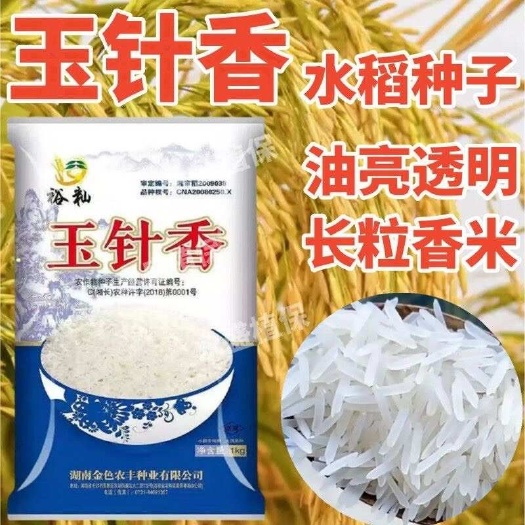 衡东县玉针香水稻种子 原装正品一级优质浓香型长粒香米稻谷种子