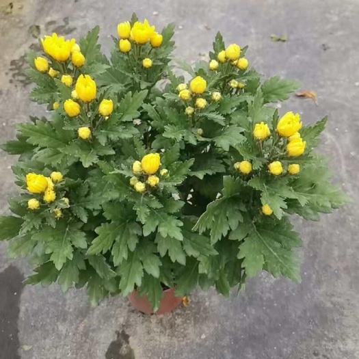 广州清明#140盆栽黄白菊