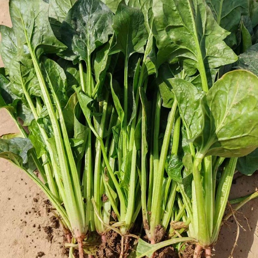 枝江市湖北枝江本地菠菜 质量好，一级货