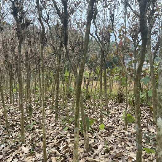 阳春市供应4-8公分大叶紫薇地苗