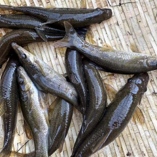 铅笔鱼，扁吻駒，小溪鱼，无毛刺软骨鱼，油炸辣炒红烧均可