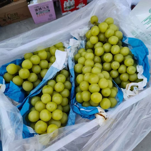 邯郸阳光玫瑰