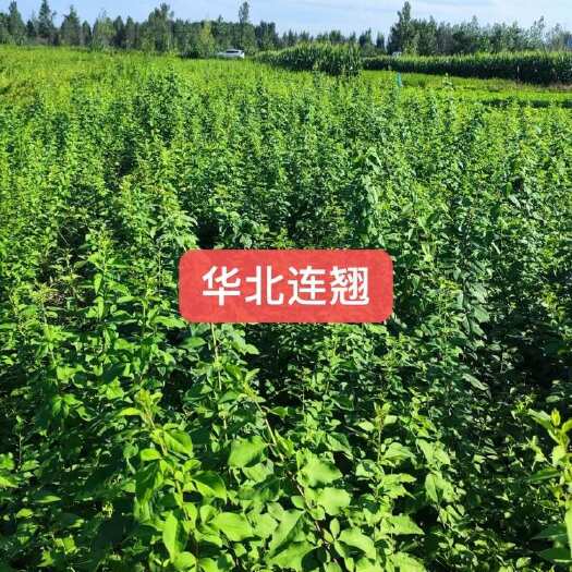 连翘苗金钟连翘华北连翘药用连翘