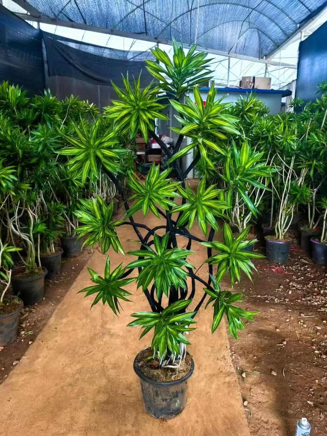 百合竹苗木 品质水培植物 广州花都区发货